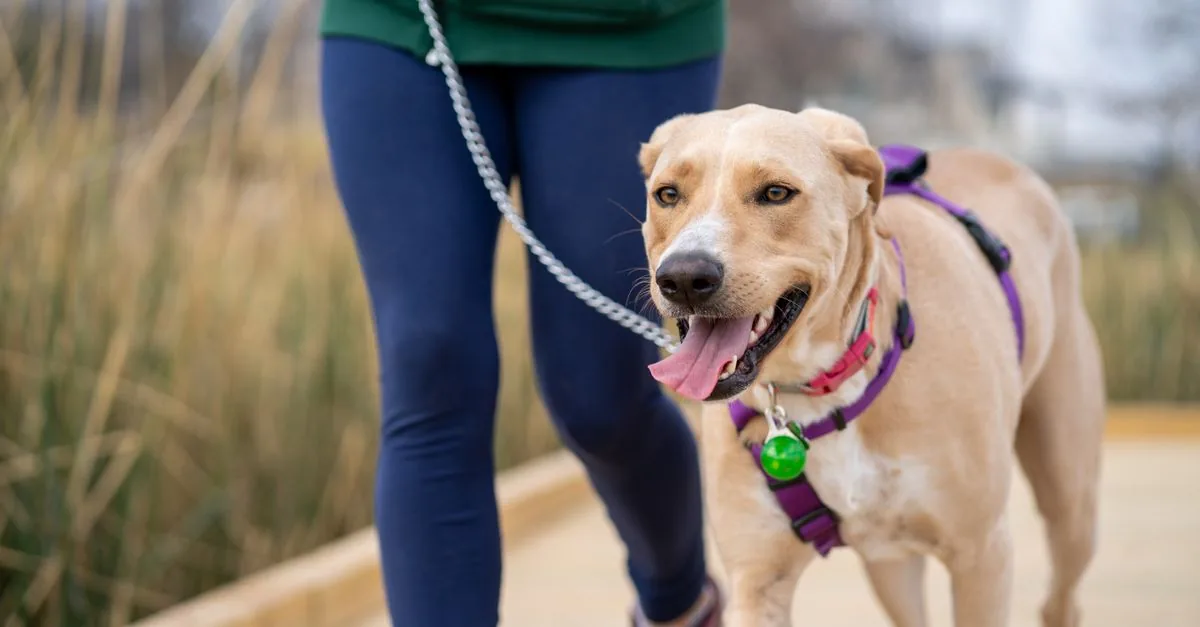 Dog walking calmly beside its owner on a path through a park