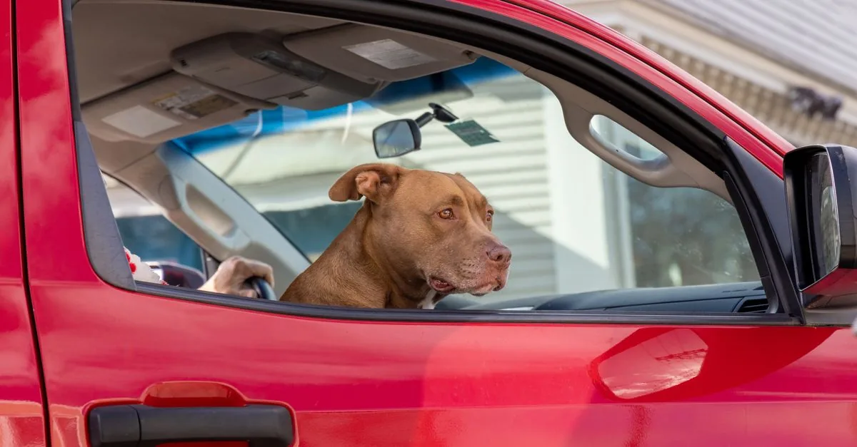 Dog looking calmly out of the window of a moving car