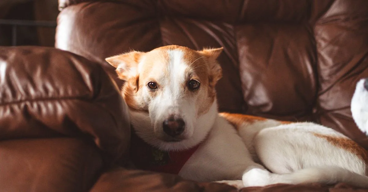 An older dog resting calmly on a couch while its owner watches over it