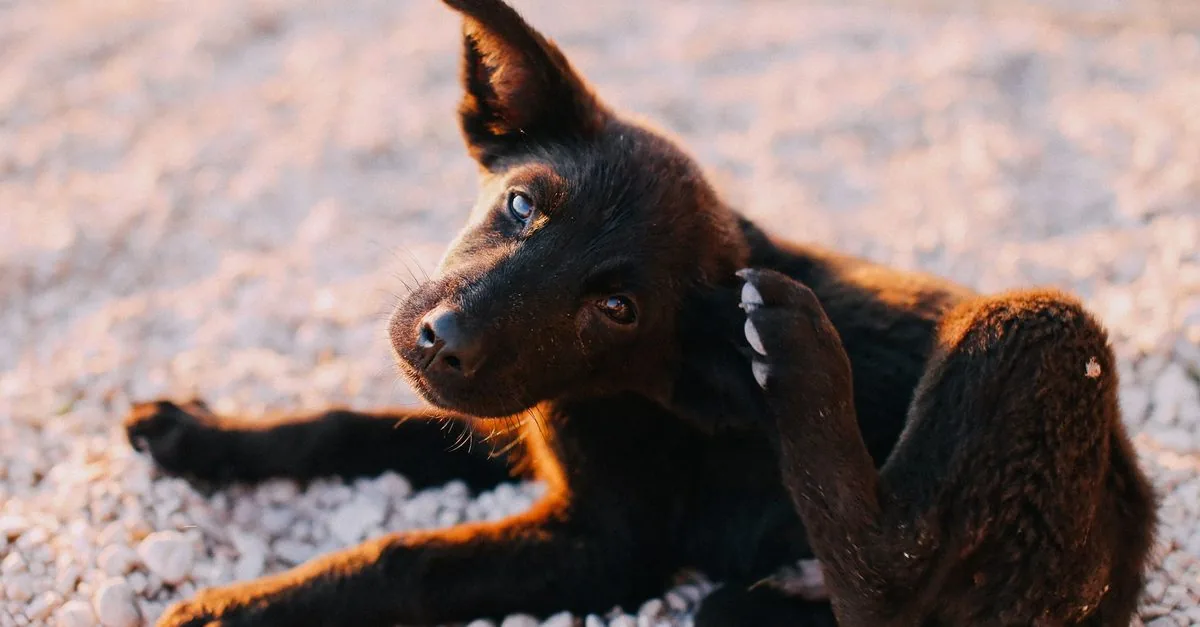 A black dog scratching its side with a hind leg