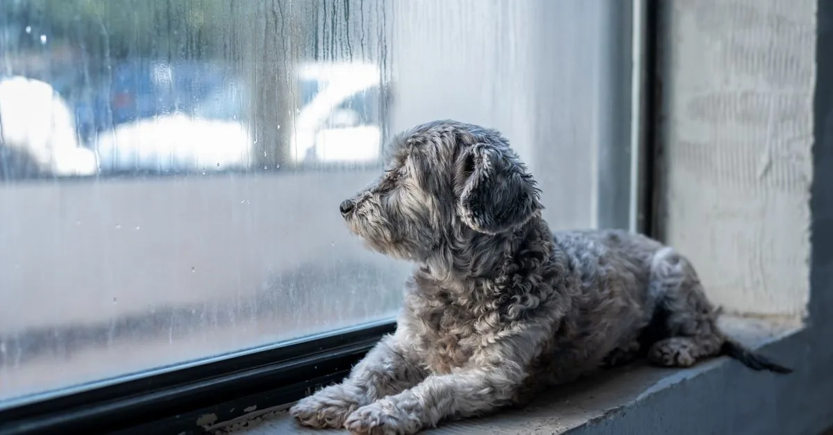 Dog sitting by a rainy window looking outside