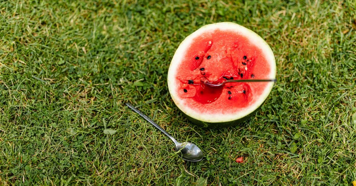 Dog lying next to a slice of watermelon on a sunny day