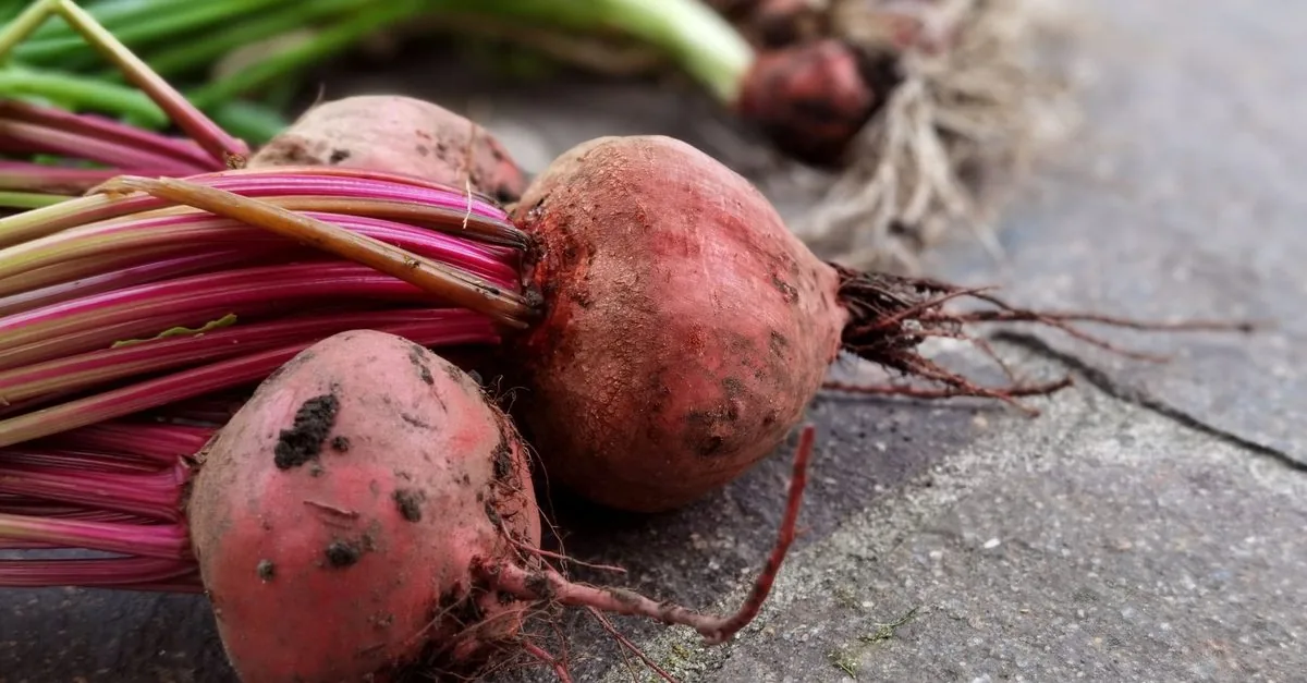 Fresh beetroot with the leaves on