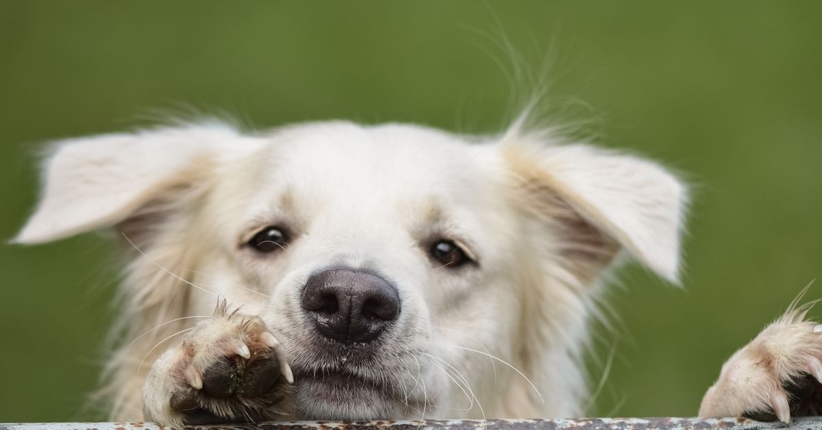 Pies patrzący na tabliczkę czekolady leżącą na stole, poza jego zasięgiem