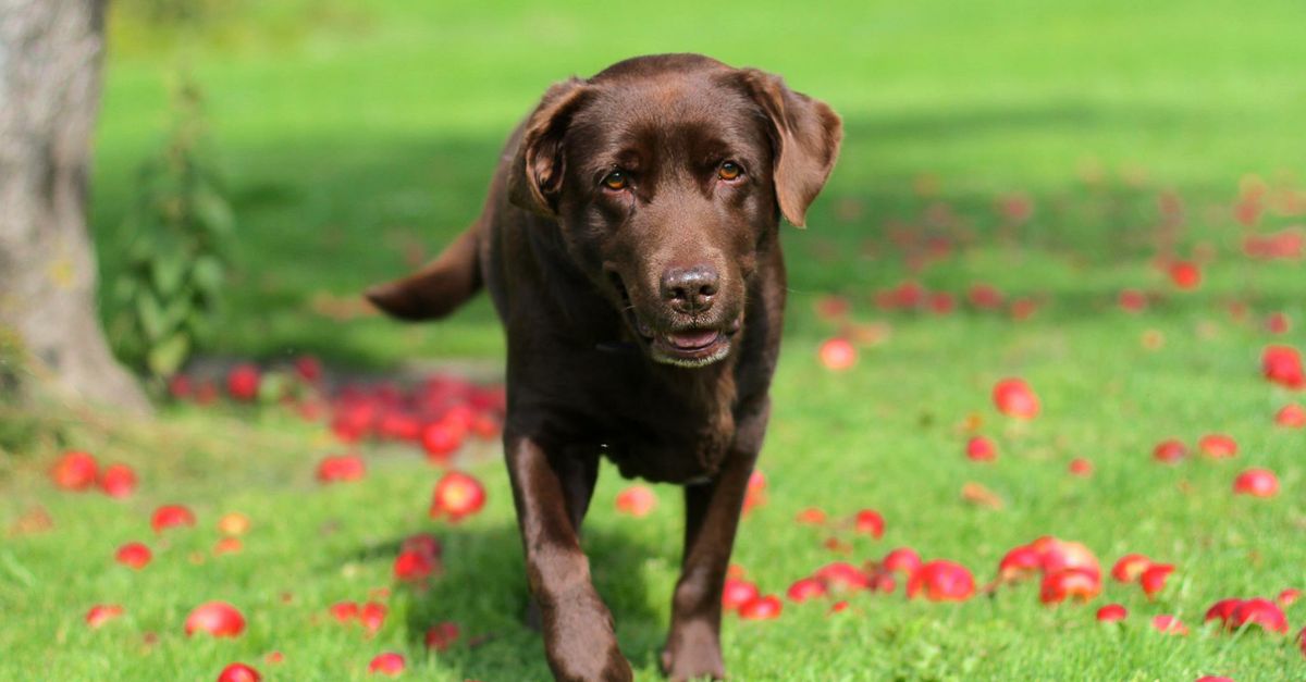 Dog looking at a piece of apple held by its owner