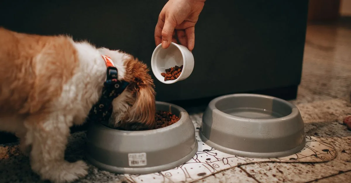 Dog sniffing a bowl of plain white yogurt on the floor