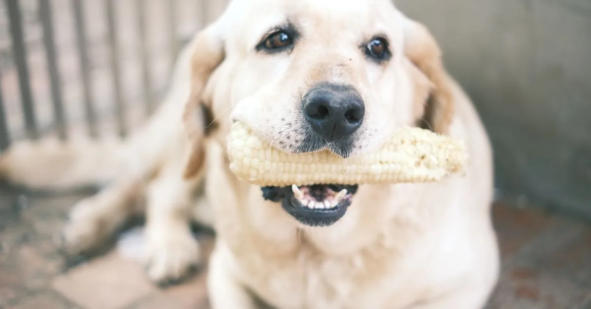 Dog looking at a corn on the cob held by its owner at a picnic