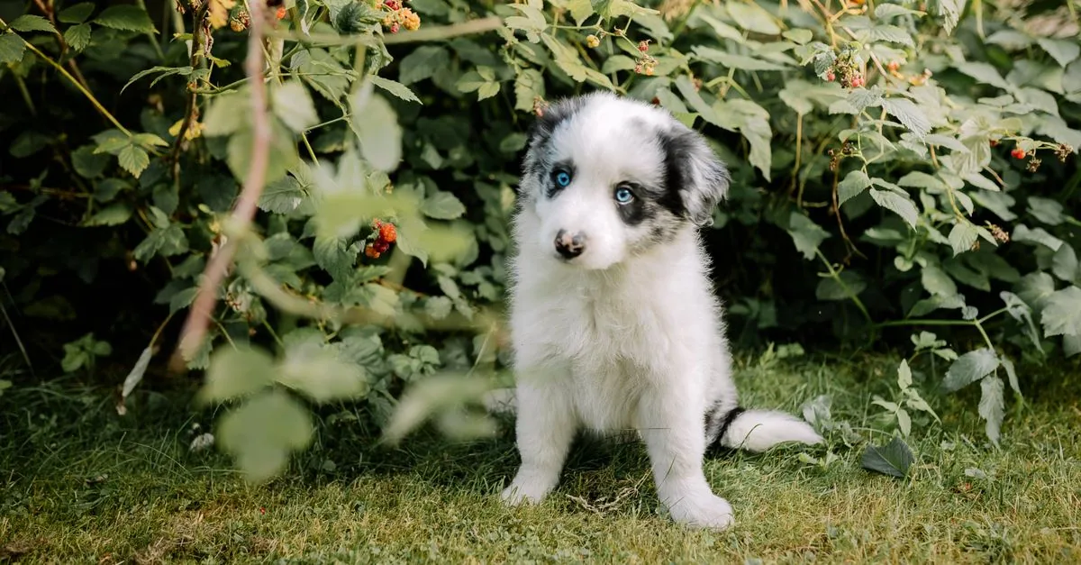 Dog sniffing a handful of fresh raspberries on a wooden table