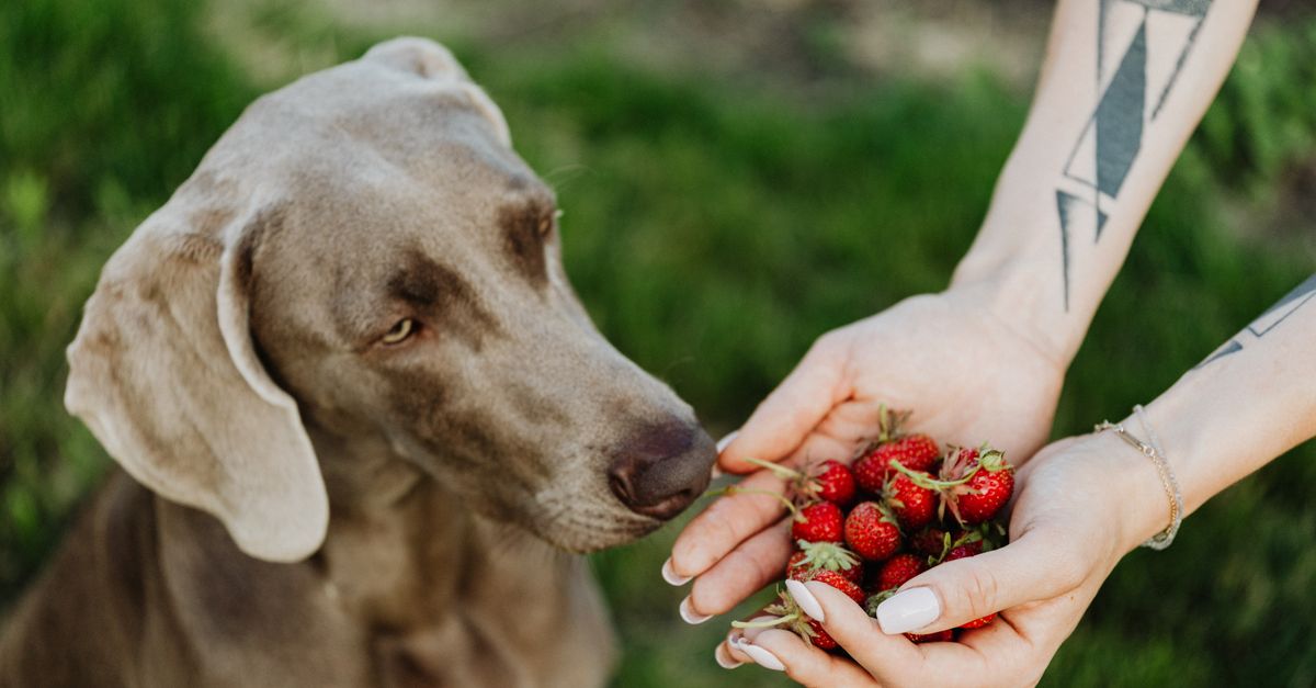 Dog sniffing fresh strawberries on grass