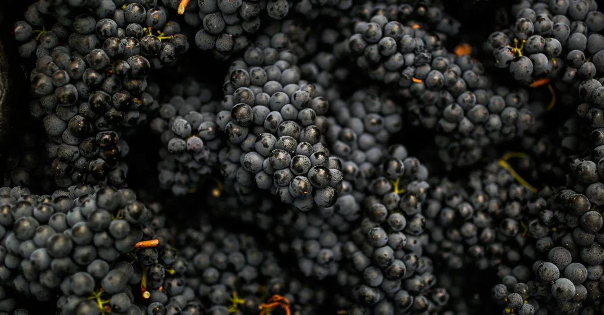 A bunch of grapes near a dog - grapes are toxic to dogs and must never be given to them