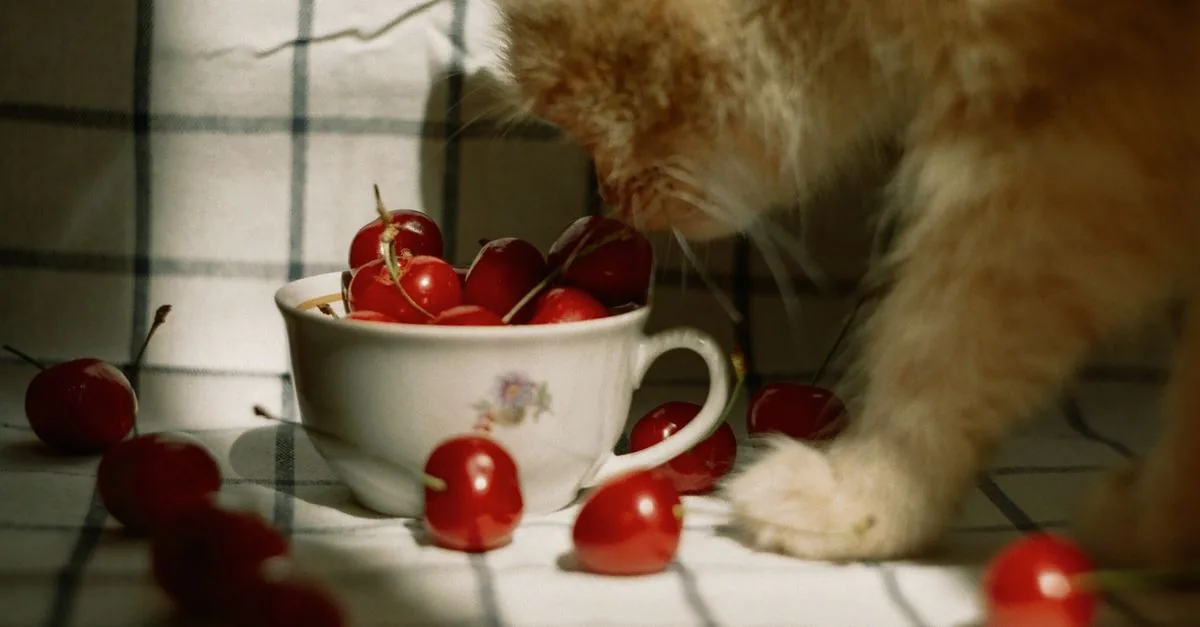 Dog sitting next to a bowl of fresh pitted cherries