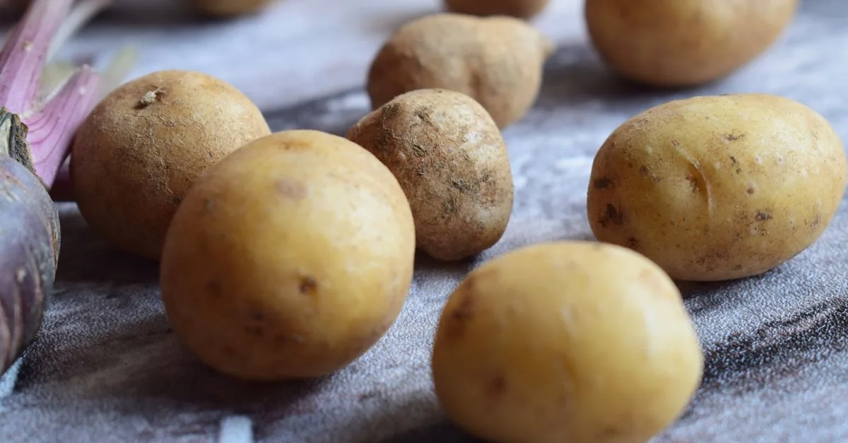 Dog sitting next to a bowl of plain boiled potatoes
