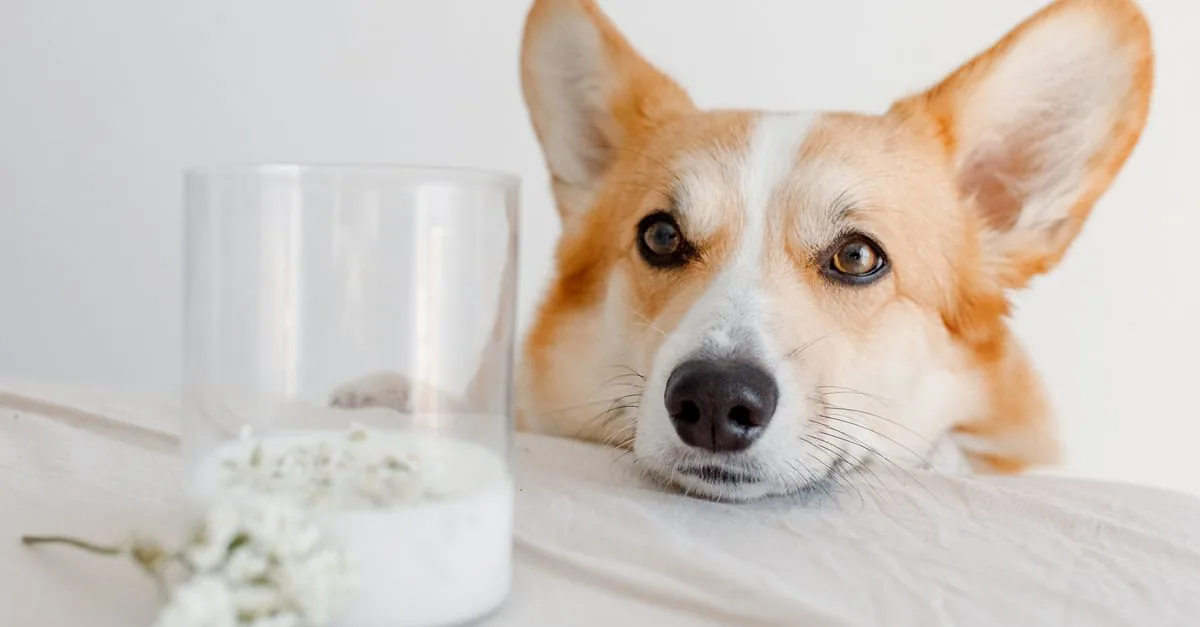 A dog looks curiously at a glass of milk on a kitchen table