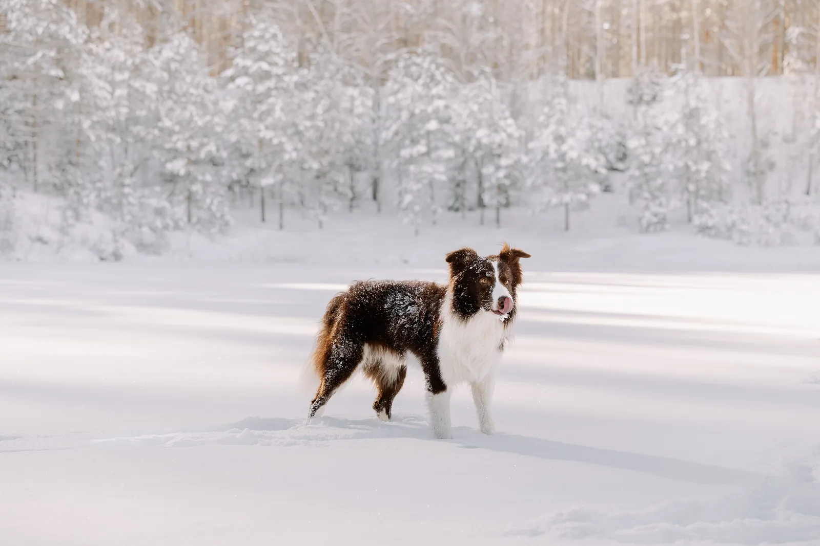Dog standing in deep snow in front of a snow-covered forest