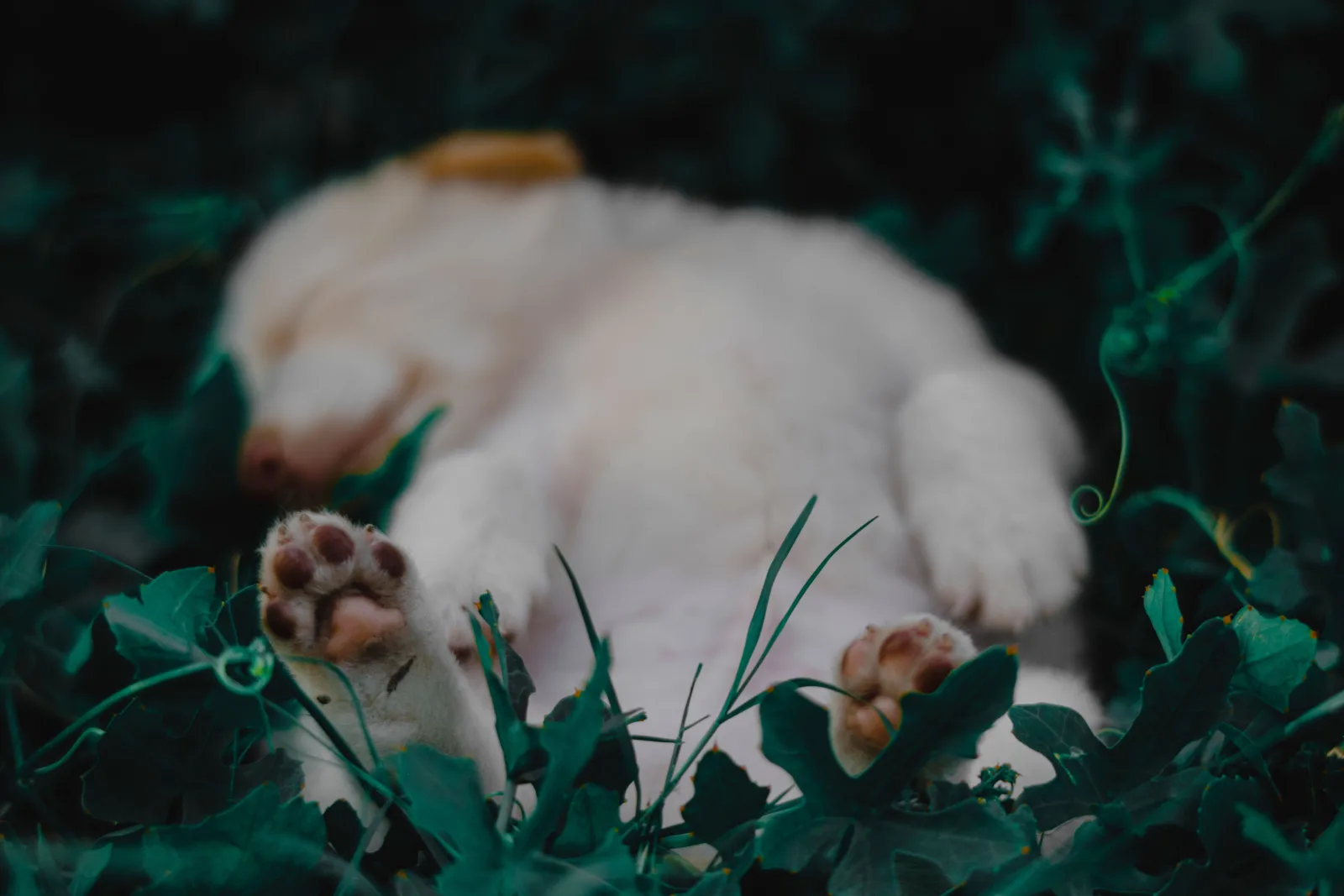 A dog sleeping on the grass with paws outstretched, looking like it is dreaming