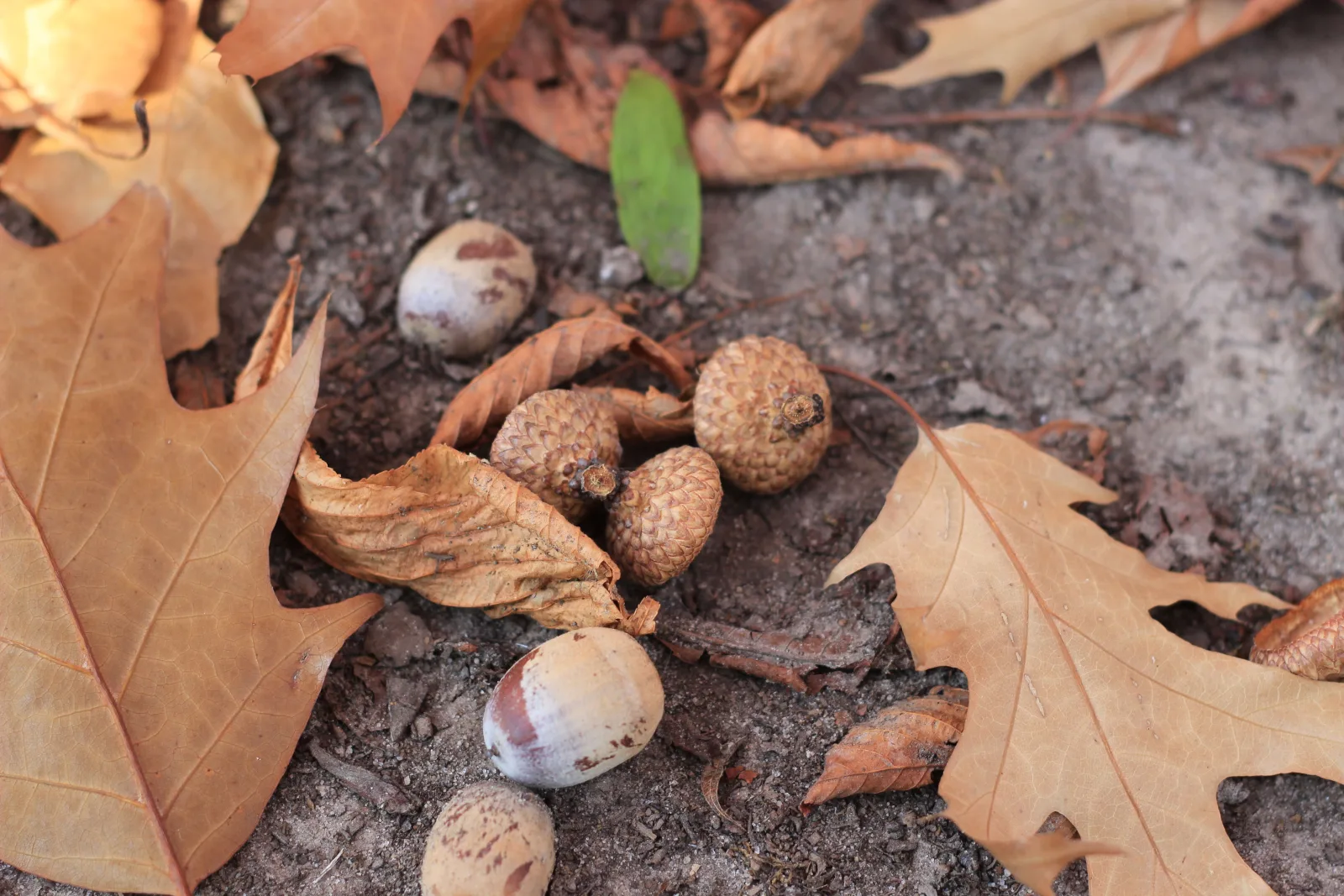 Acorns and fallen leaves on the ground in a park
