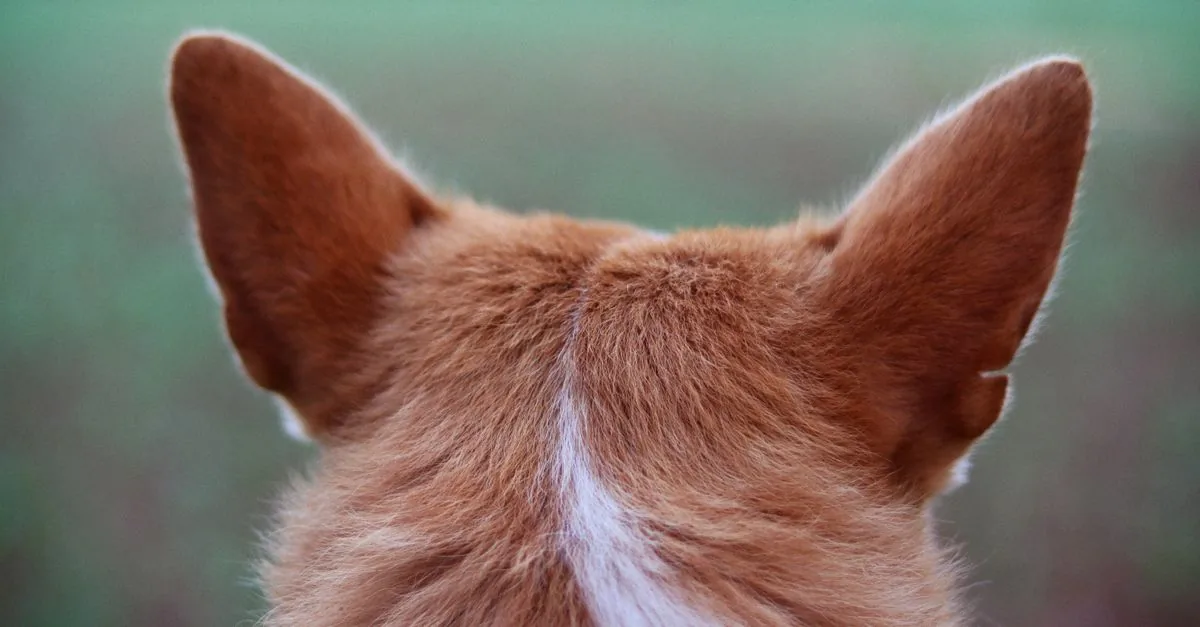 An owner gently cleaning the ear of a calm floppy-eared dog