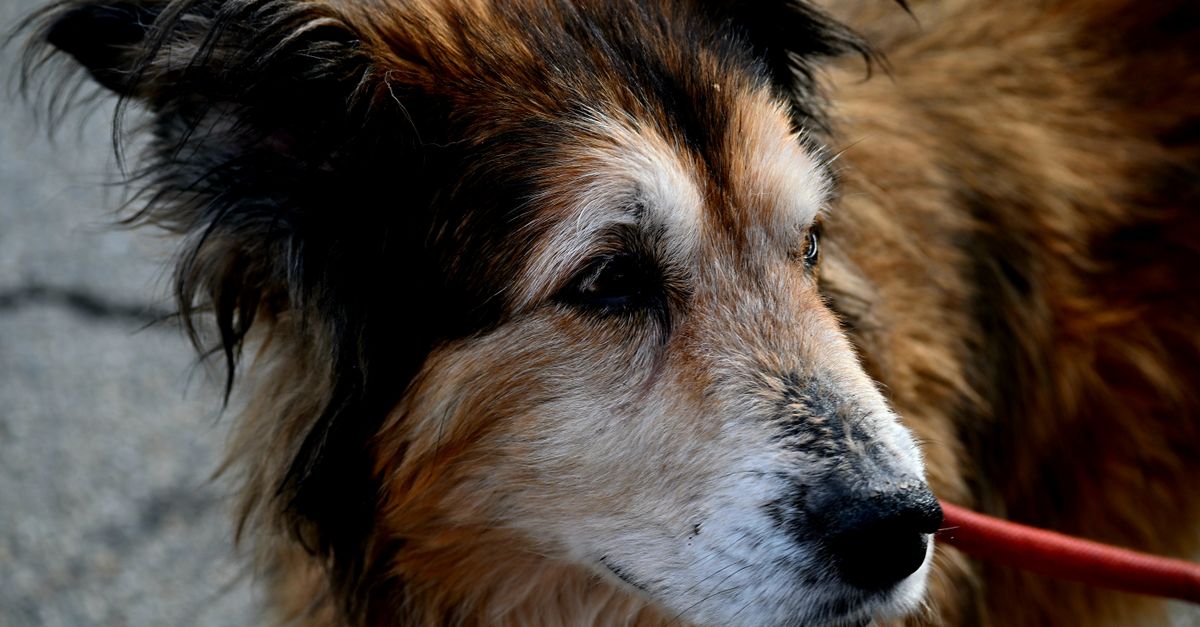 A senior dog with a grey muzzle lying on a bed and staring into the distance