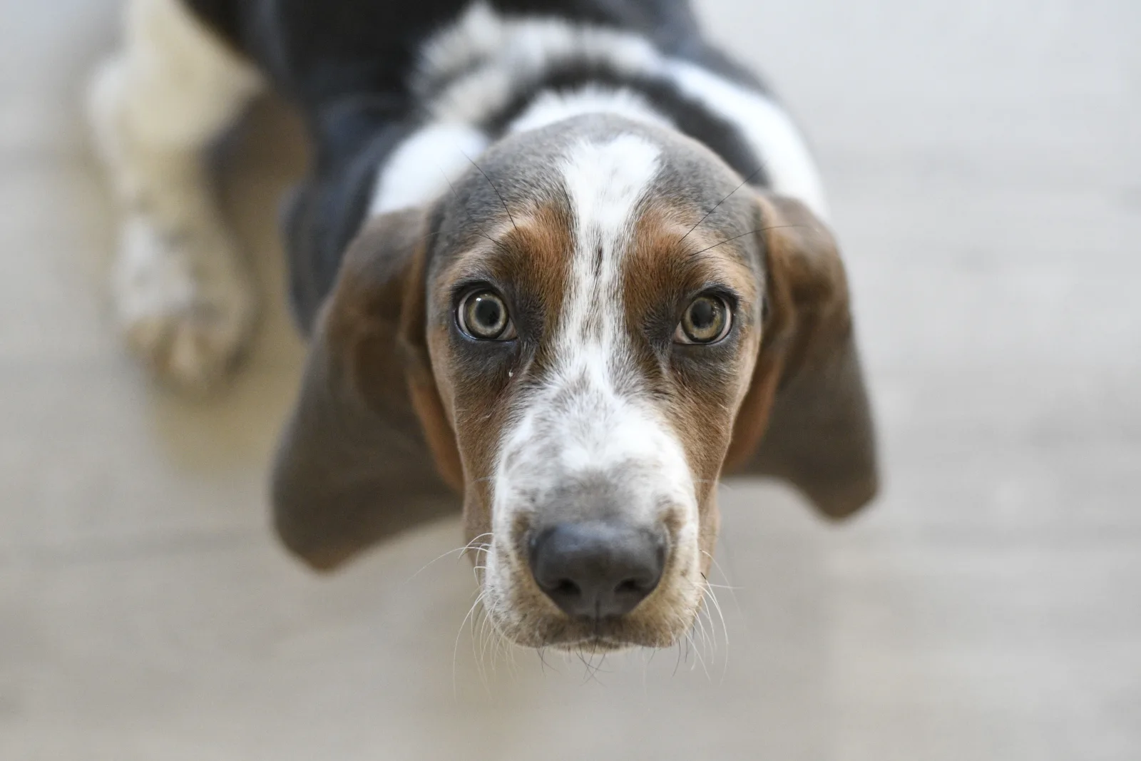 A dog looking up with big, pleading eyes at its guardian