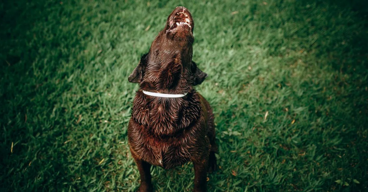 Dog sitting on a porch with its head raised mid-howl