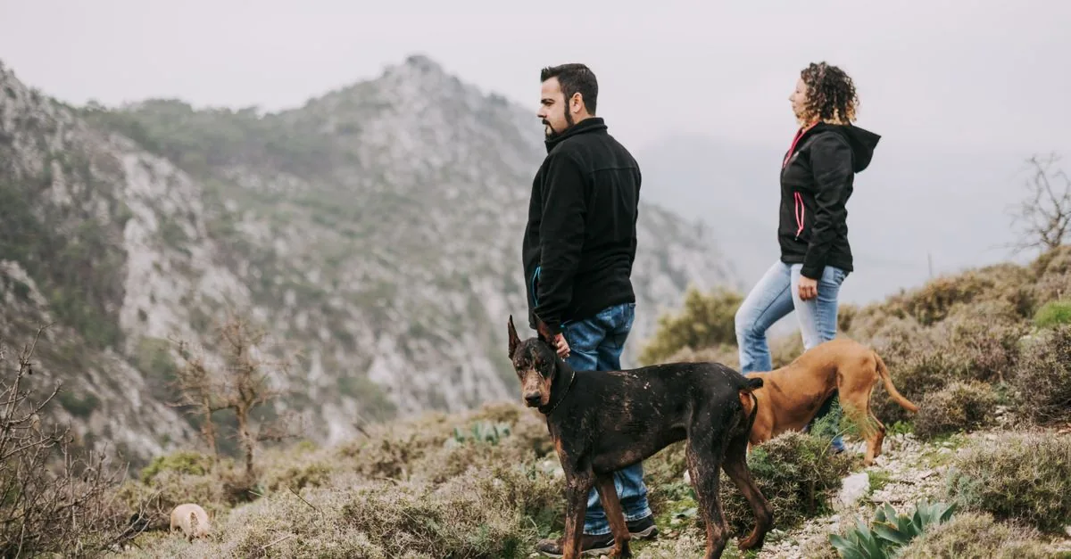 Person and dog hiking together on a mountain trail during a dogtrekking outing