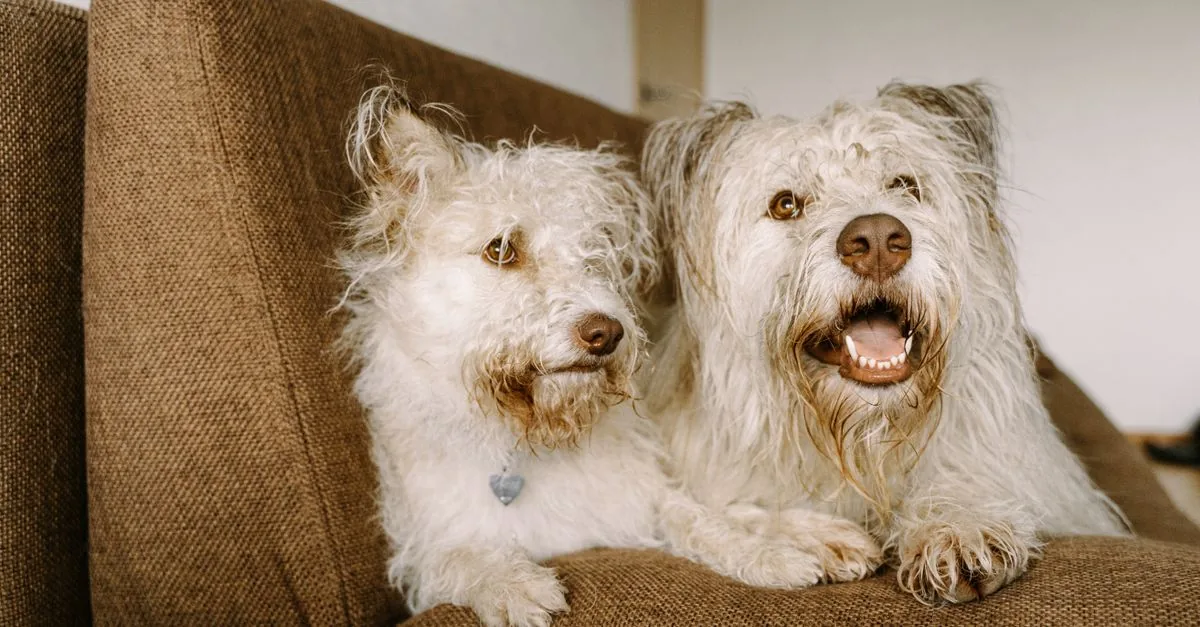 Two dogs lying calmly side by side in a home setting