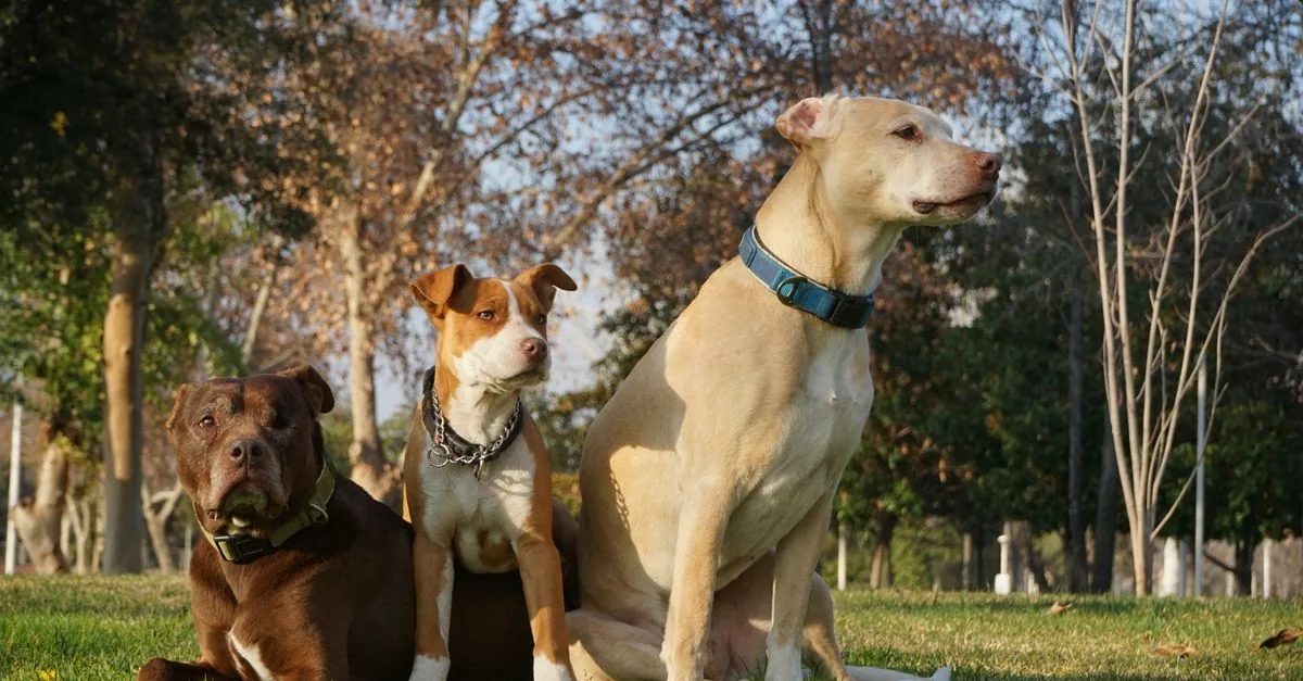Large Labrador Retriever dog on a walk in the park