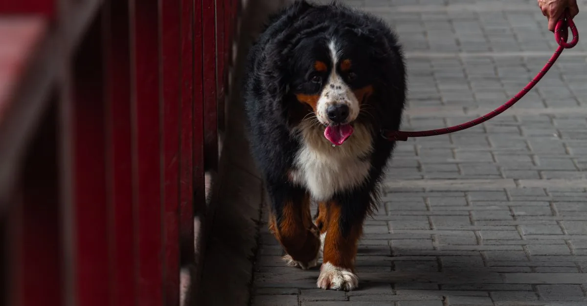 A large dog walking calmly along a forest path, hind legs visible mid-stride