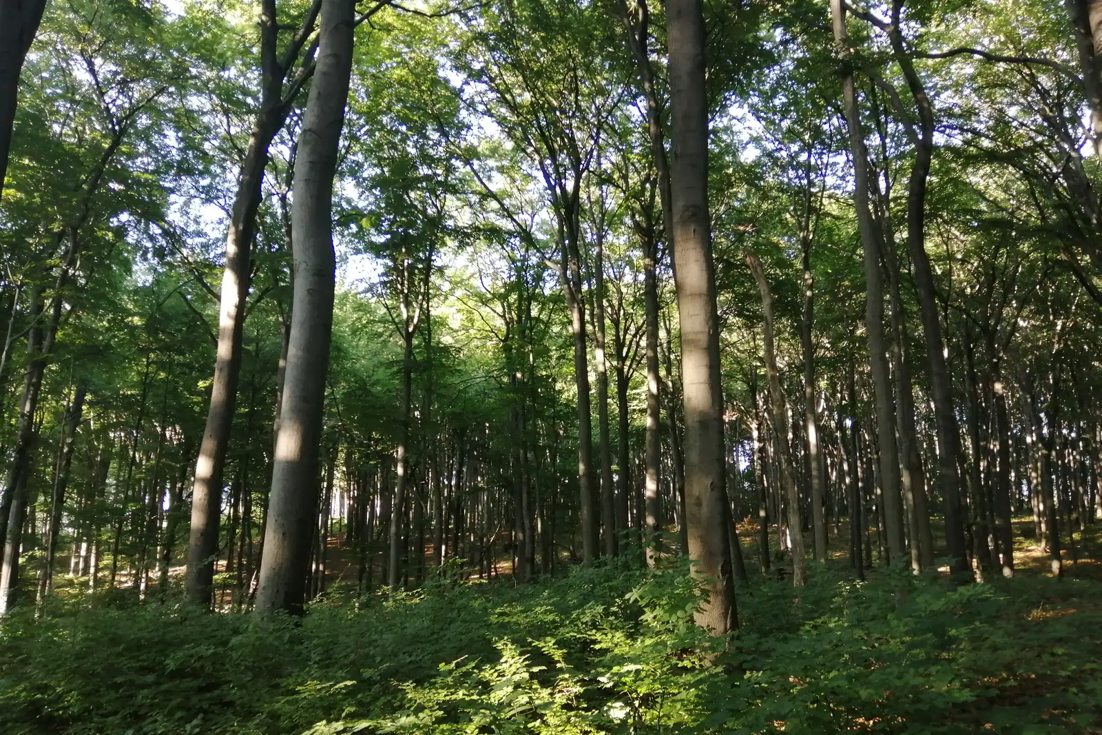 Hohe Buchen im Naturschutzgebiet Segiet im Sommerlicht
