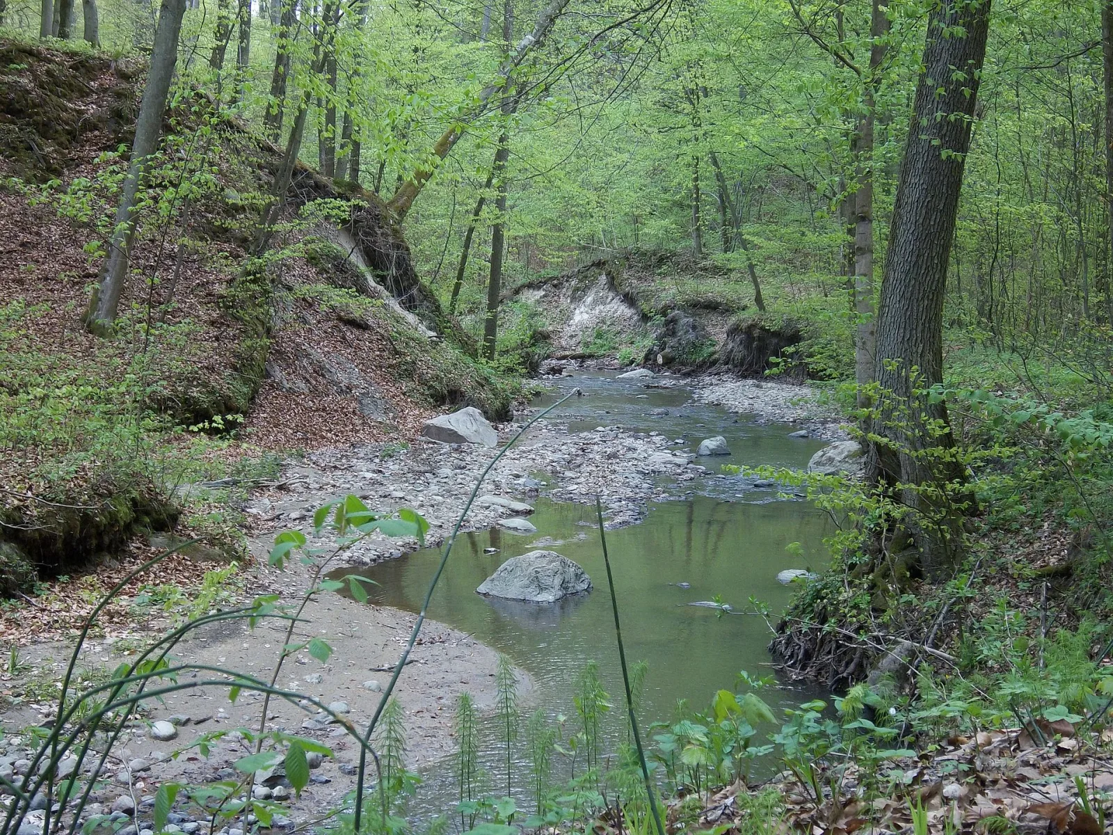 A ravine with a stream in the Bazantarnia forest in Elblag