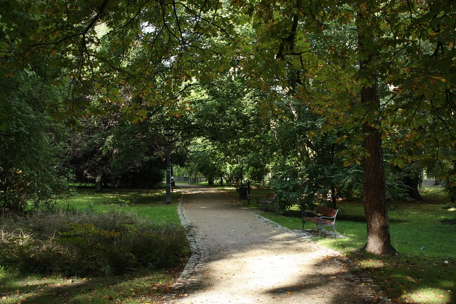A tree-lined avenue in Park Ksiazat Pomorskich in Koszalin