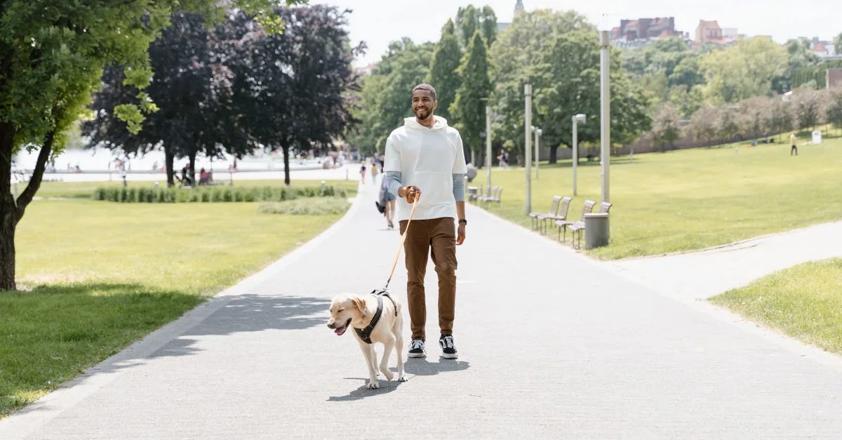 Happy dog on a walk in a city park