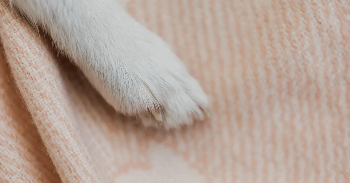 A dog paw resting on a soft blanket