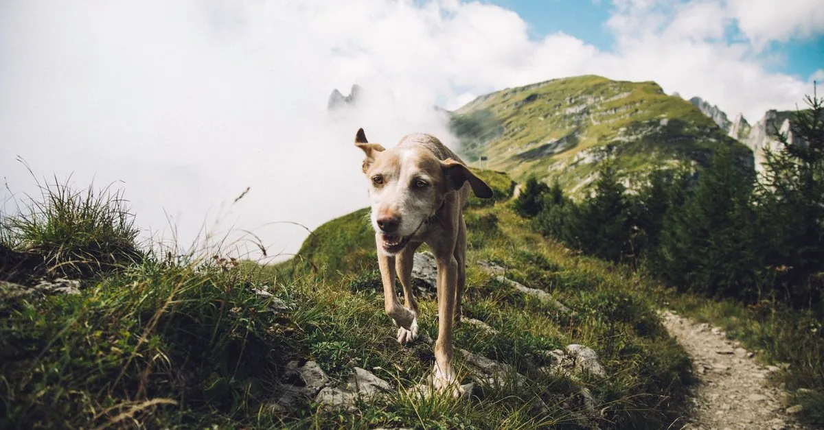 A dog on a mountain trail above the valley