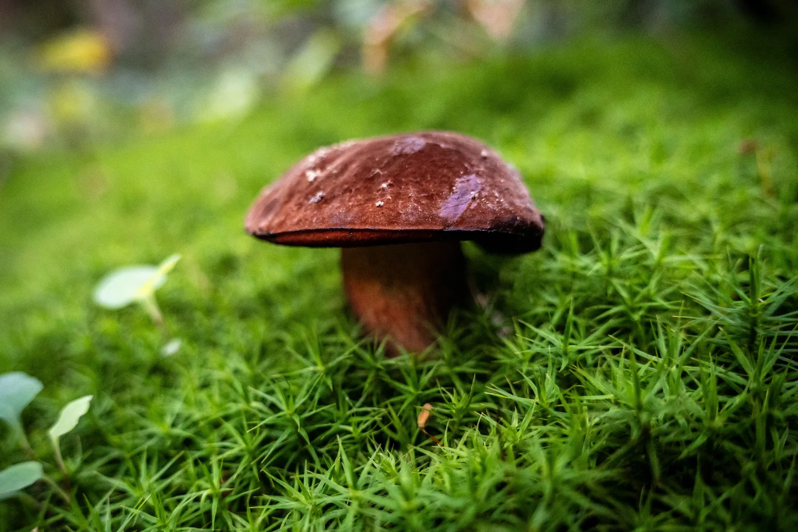 Mushroom growing in moss in an autumn forest