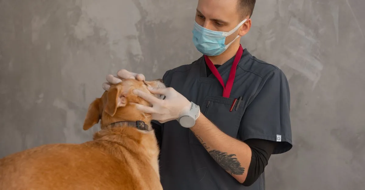A vet feeling a dog's skin with both hands, checking for lumps during an examination