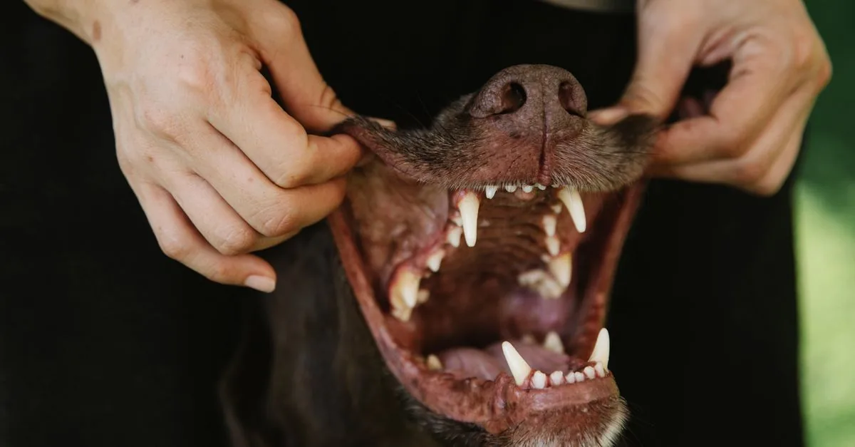 Owner brushing a dog's teeth with a dog toothbrush