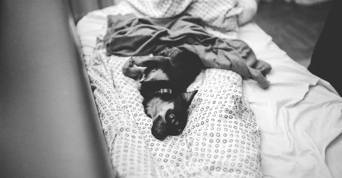 Dog lying on the floor of a hotel room next to the owner's luggage