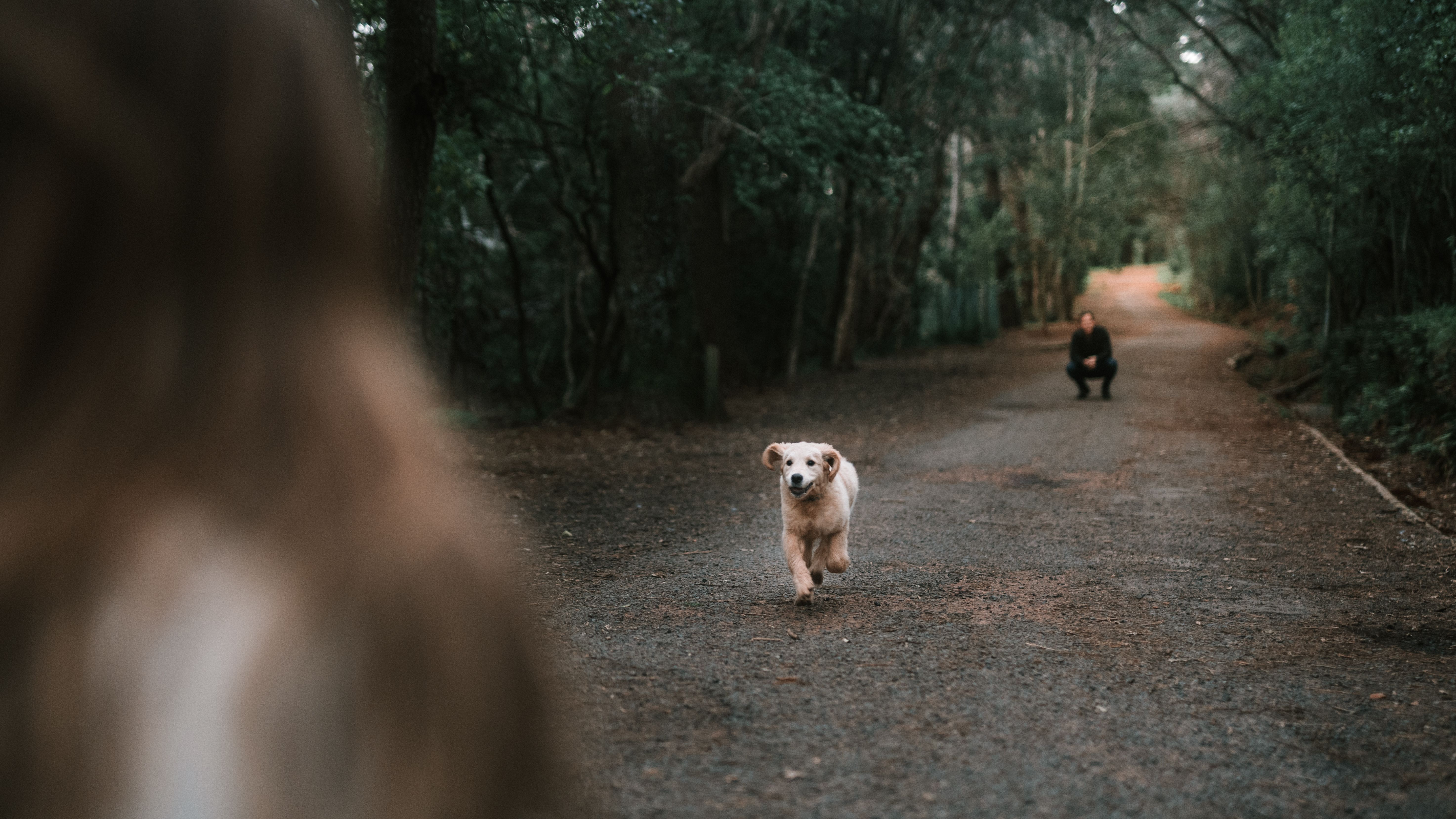 Dog walking a forest path beside its guardian, illustrating a guide to walk distance