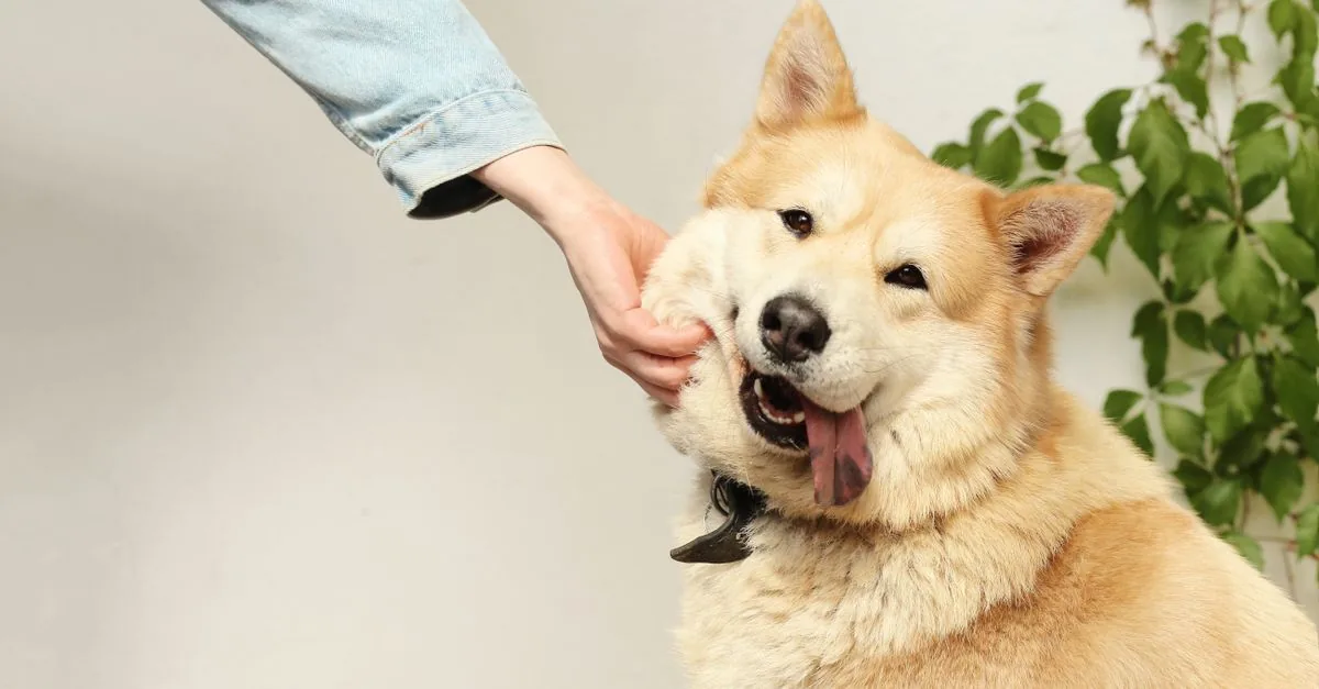 Dog sitting next to a food bowl surrounded by pet accessories