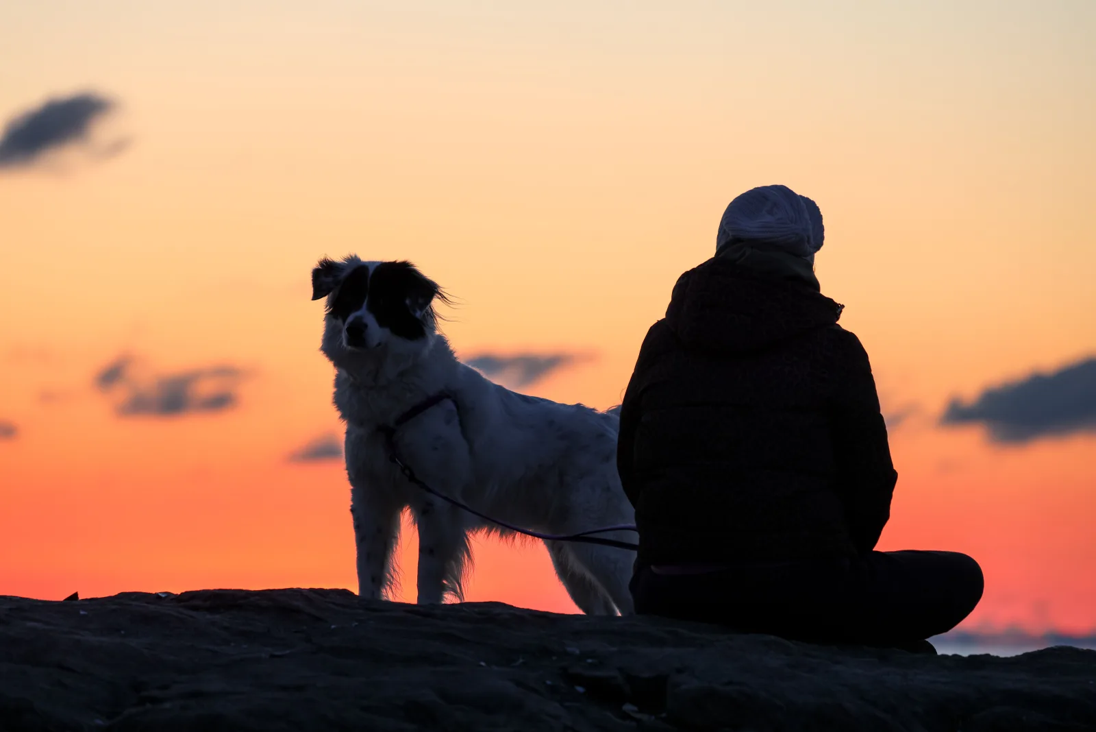 Silhouette of a person with a dog at sunset by the water
