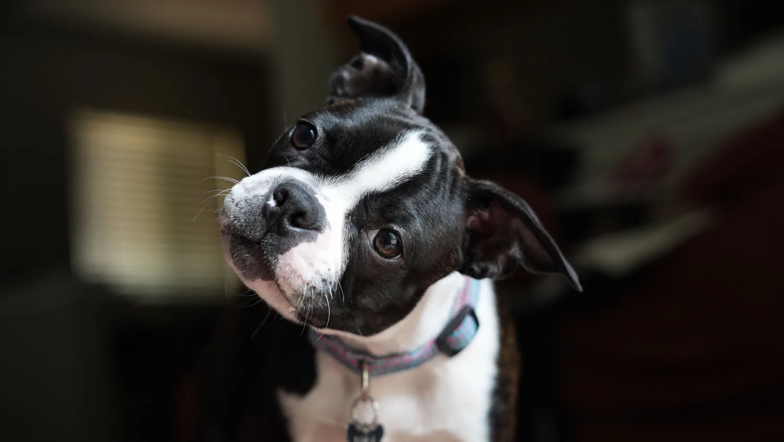 A dog with its head tilted, listening intently