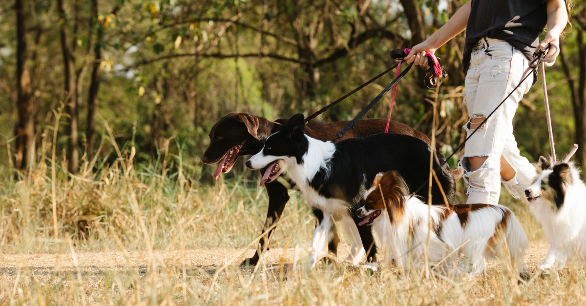 Energetic dog running freely across an open field on a sunny day