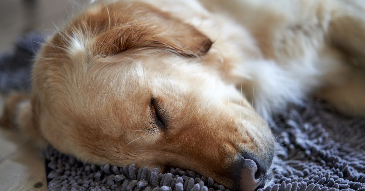 Dog curled up asleep on a blanket in a cosy home setting