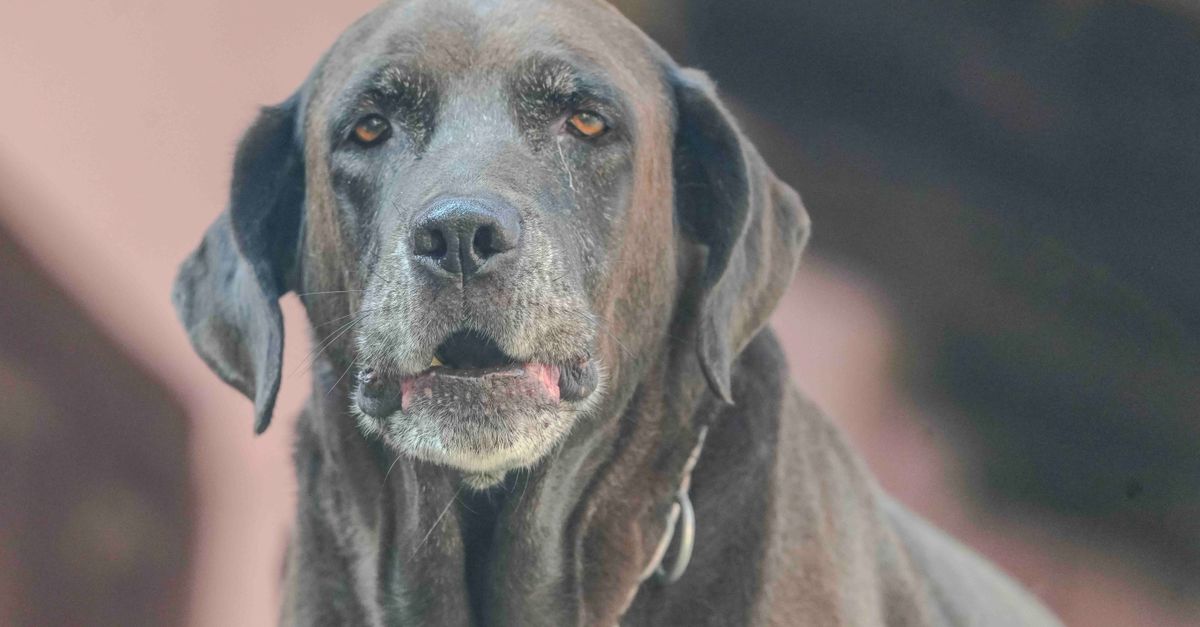 Senior dog with a greying muzzle resting on the grass in the sun