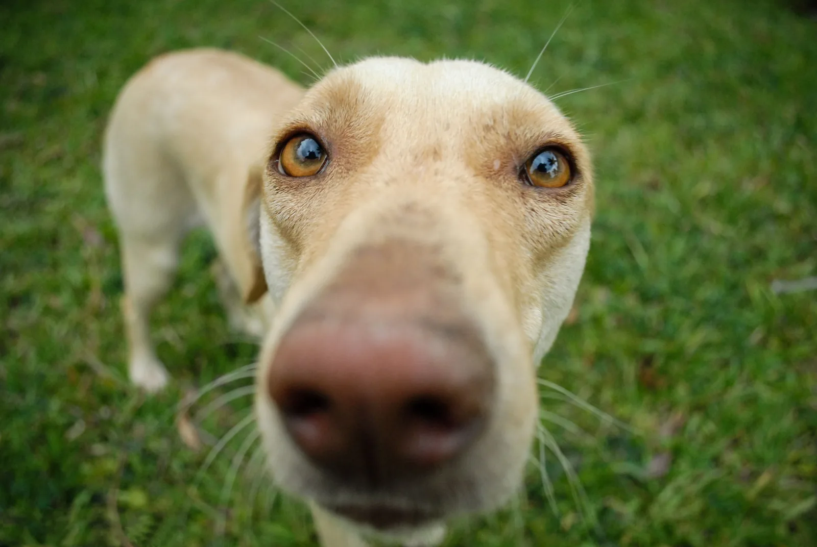 Extreme close-up of a light-coloured dog's nose, standing on grass
