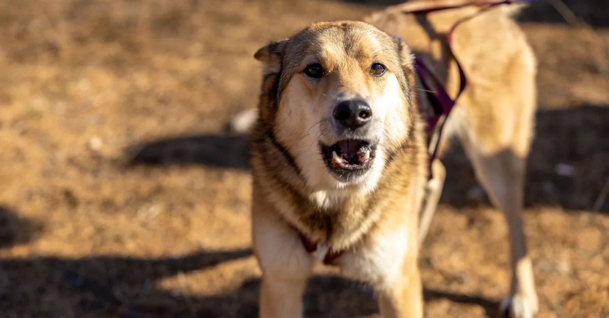 A dog sits in front of its owner and barks on command with its head raised