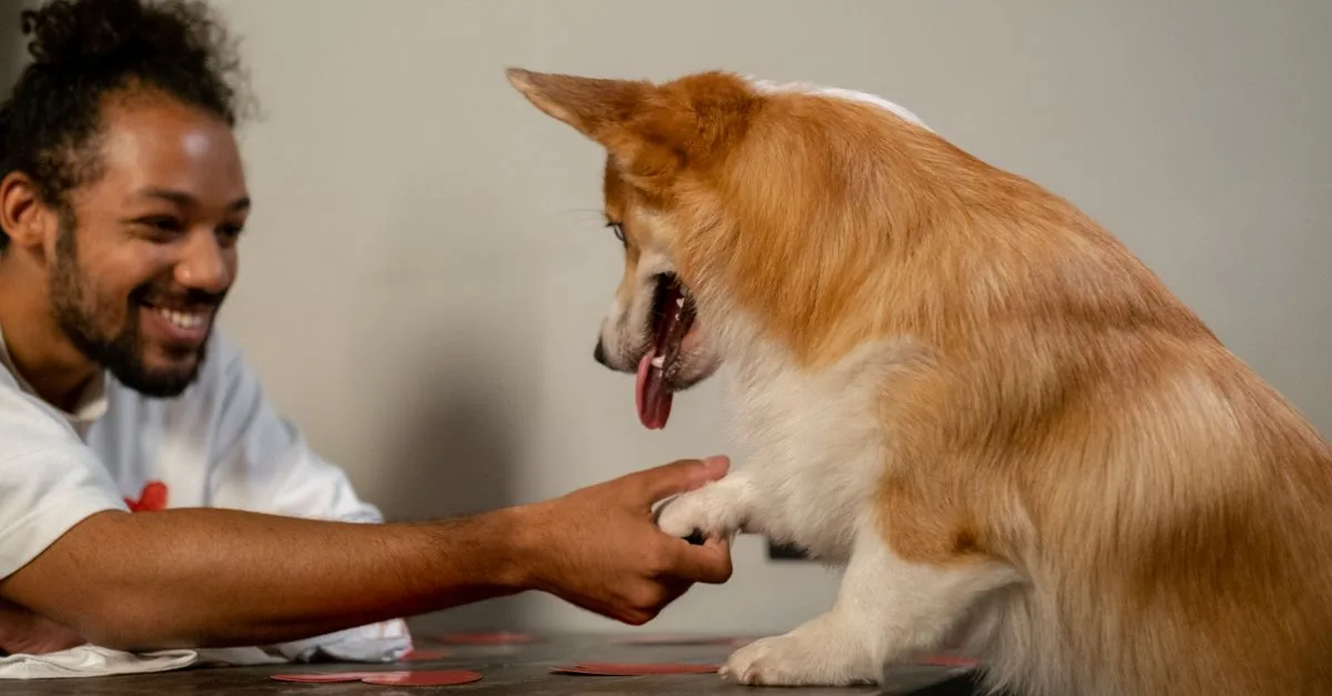 Happy dog offering its paw to a smiling owner on the grass