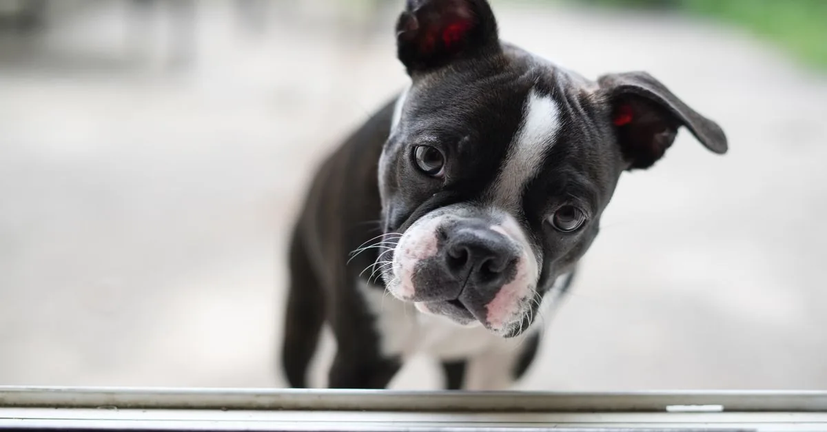 Dog making eye contact with its owner on the grass during name training