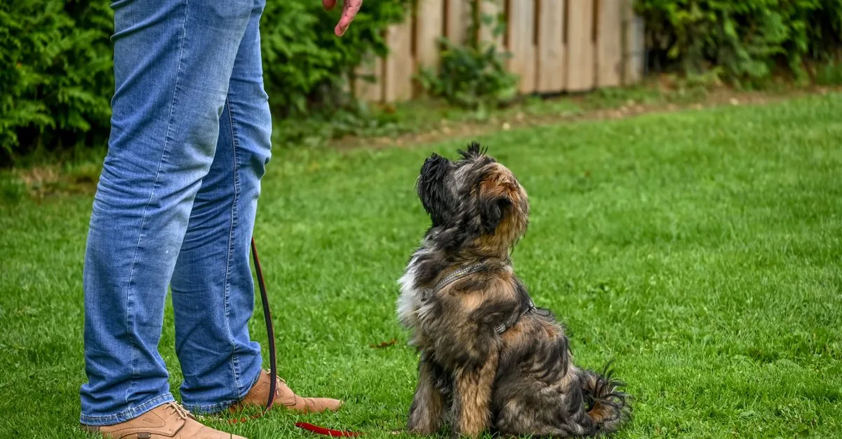 Dog looking up at owner while ignoring an object on the ground